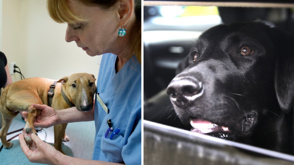 Hundar drabbas av värmeslag i hettan och i landet råder det brist om veterinärer.
